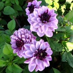 CREME DE CASSİS  DAHLİA